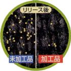 花粉リリース性試験・リリース後（加工品・未加工品の比較）